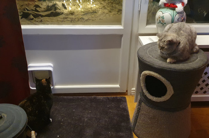Två katter nära en dörr, en vid kattluckan och en på en klätterställning, ser ut att vänta.