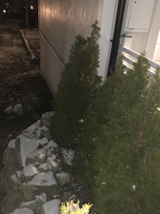 Bild på thujor plantade nära garagevägg med synliga stenar och snöfläckar, kan bidra till fuktproblem.