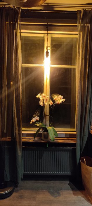 Ett fönster upplyst av en hängande glödlampa med en blommande orkidé på fönsterbrädan och tunga mörka draperier vid sidorna.