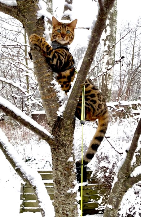 Bengalkatt i sele klättrar på trädgren med nysnö på bakgården.