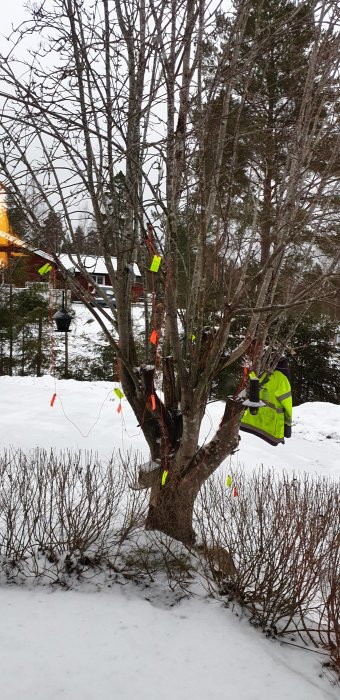 Träd med upphängd neongul jacka och slingor av avspärrningsband i snöig trädgård.