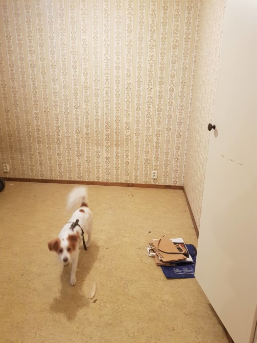 Rum redo för renovering med tapetserade väggar och en hund, kartongavfall på golvet.