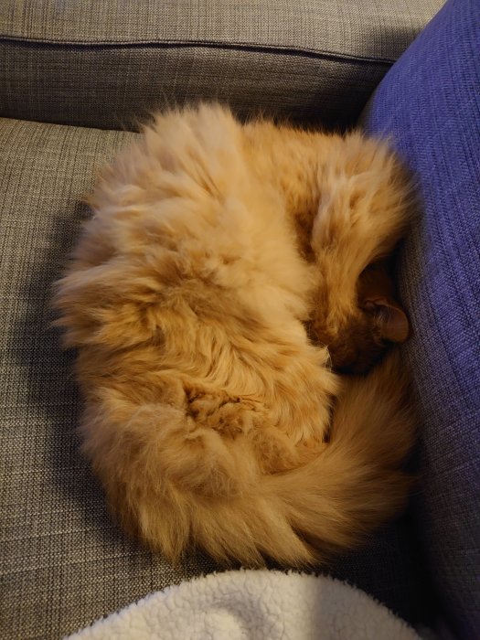 Fluffig orange katt sover ihoprullad i en soffhörna.