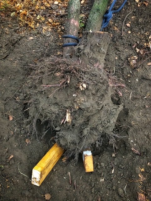 Uppdragen cypressrot med jordrester, omgiven av verktyg och en blå repkonstruktion, mot en bakgrund av mörk jord.