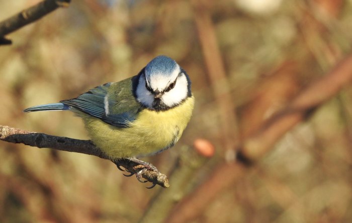 Blåmes sitter på gren i solsken.
