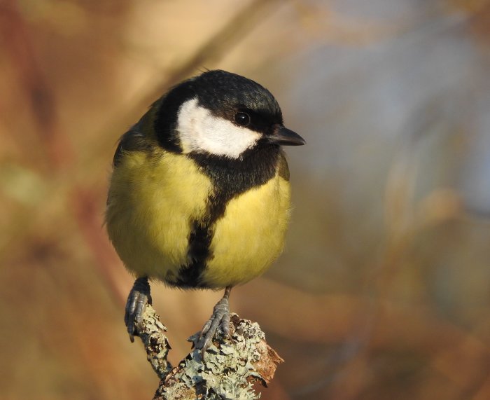 En talgoxe sitter på en gren i solskenet.