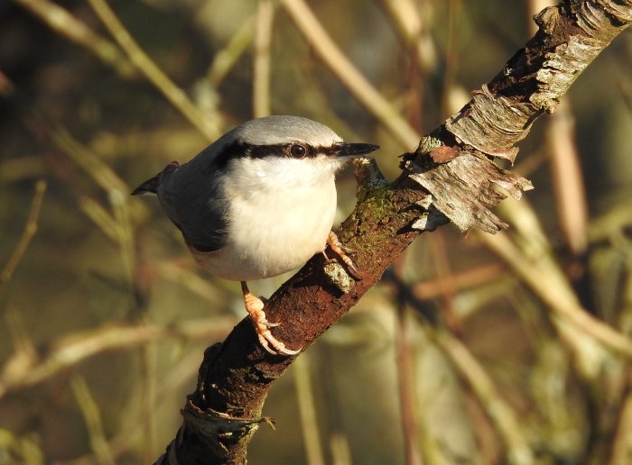 Fågel sittande på en gren i solljus.