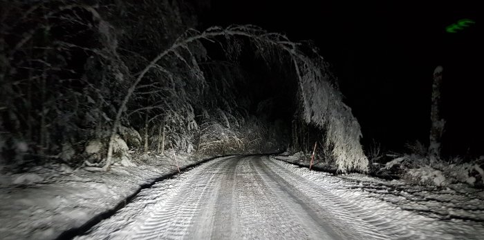 Snötyngda träd bildar en båge över en snöig skogsväg belyst av fordons strålkastare i mörkret.