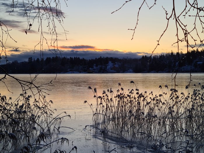 Soluppgång över en frusen sjö med silhuetter av vass och grenar i förgrunden.