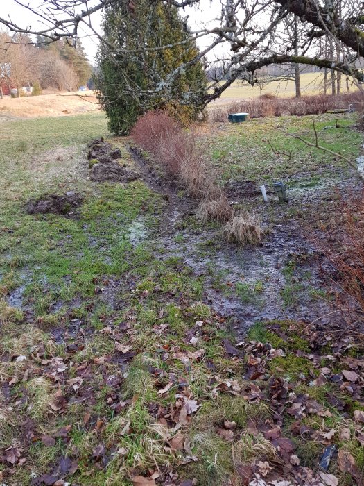 Handgrävda diken genom en gräsmatta och längs plattgångar i en vårträdgård.