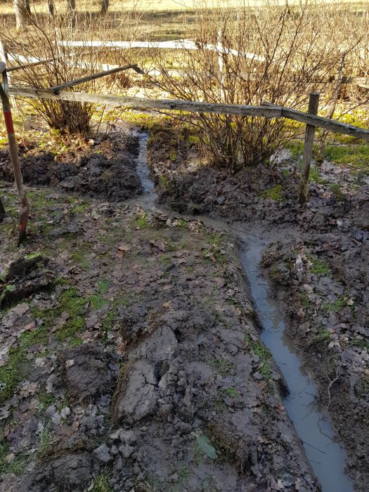 Handgrävt dike med vatten genom lerig gräsmatta, omgiven av buskar och staket.