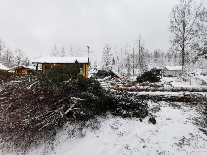 Vinterlandskap med nyligen fällda träd i snö framför ett hus och växthus, skapar öppet utrymme.