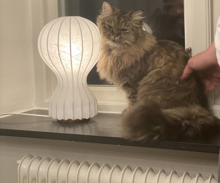 Långhårig katt bredvid vit bordlampa på fönsterbrädan ovanför element.