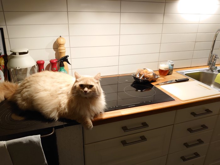 En ljus långhårig katt ligger på en köksbänk bredvid en grillad kyckling och ett glas öl.