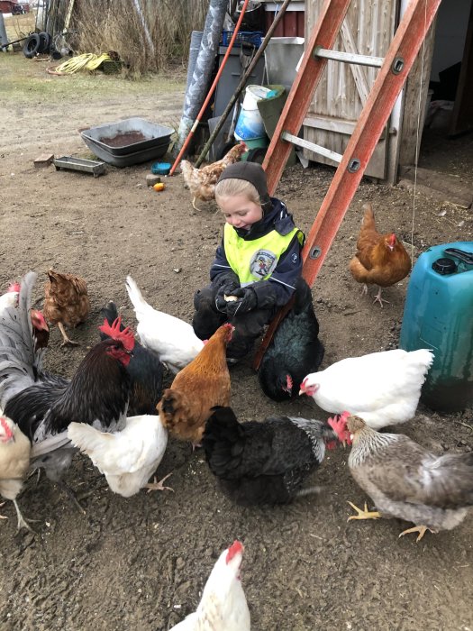 Barn omgivet av höns ute på en gård med en stege och trädgårdsverktyg i bakgrunden.