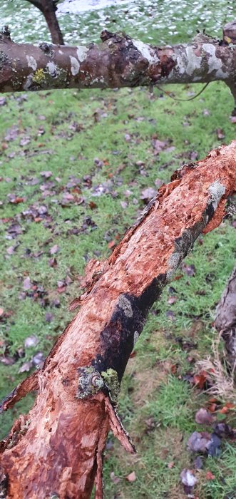 Bild på en skadad äppelträdsgren med bark som lossnat och tecken på förruttnelse mot suddig bakgrund av gräs och löv.