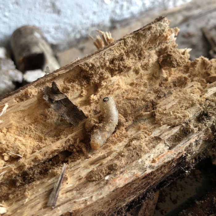 En larv i ett klyvt vedstycke med synliga spån och fibrer, vilket tyder på insektsangrepp i veden.