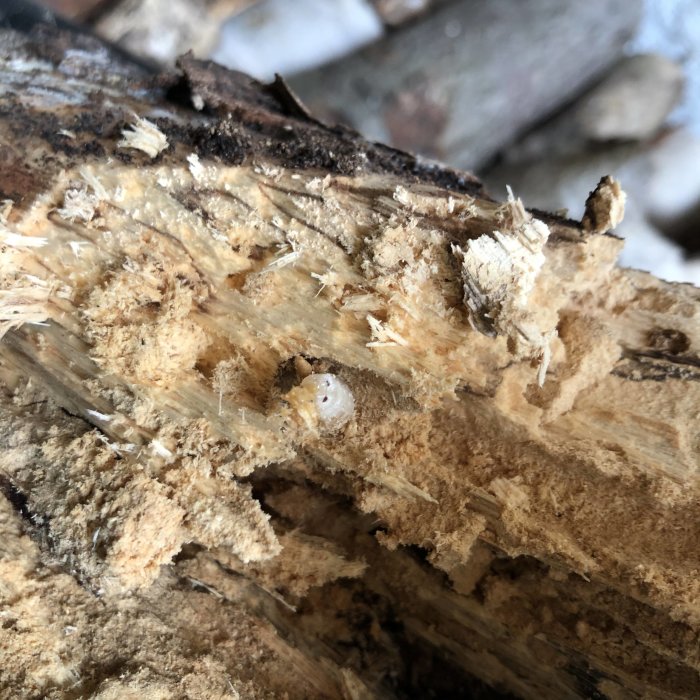 Närbild på ved med synliga larver i förrotat trämaterial.