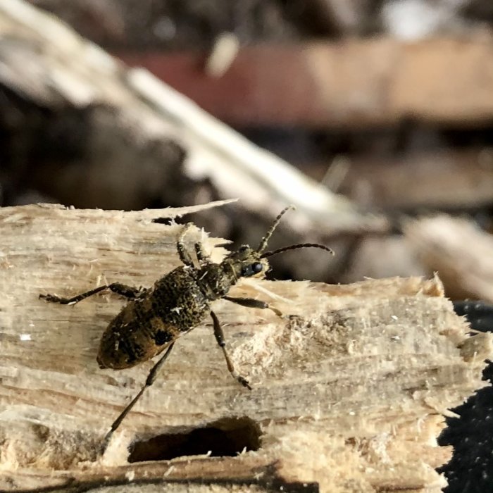 Närbild av en skalbagge på en bit av ett ljusbrunt trästycke med suddig bakgrund.