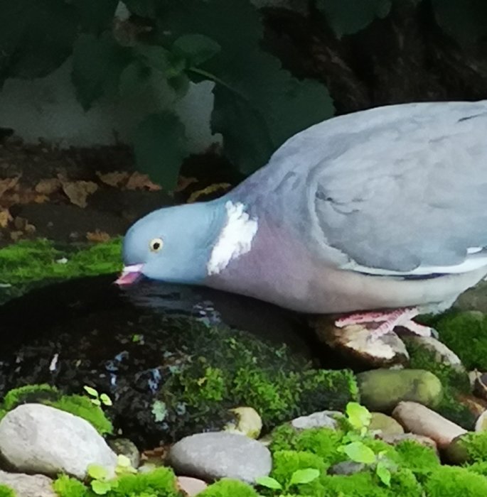 Duva som dricker vatten från en liten springbrunn omgiven av stenar och mossa.