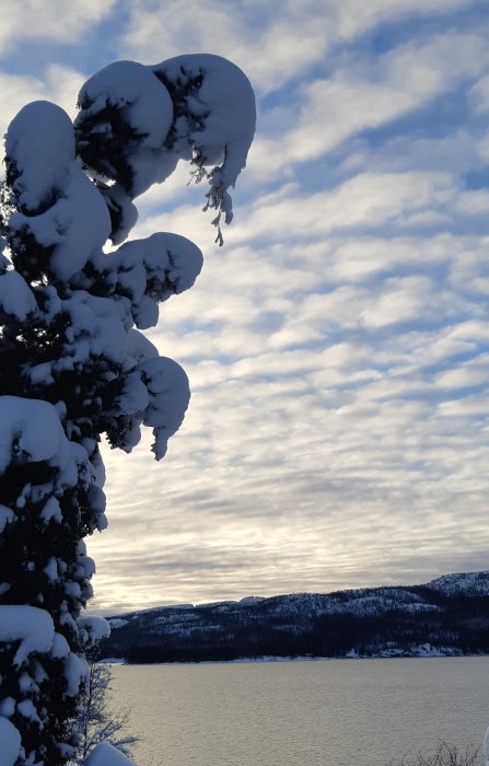 Gran täckt av snö med utsikt över en frusen sjö och snöklädda berg under ett molnigt himmel.