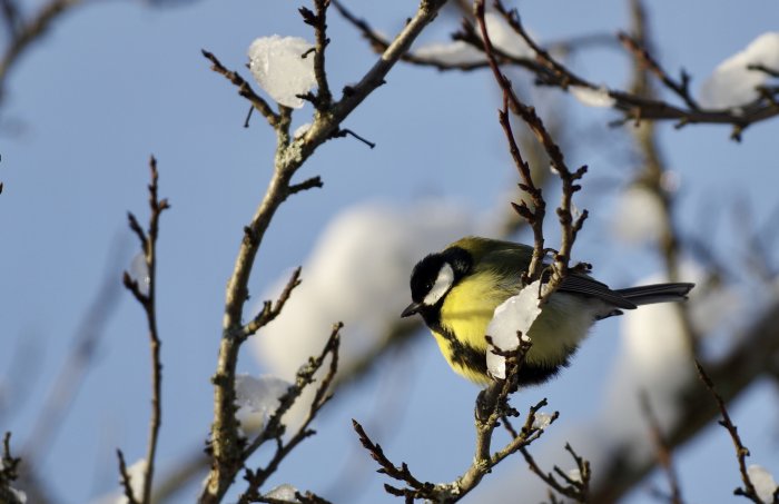 Talgoxe sitter på en gren med snö, mot en klarblå himmel.