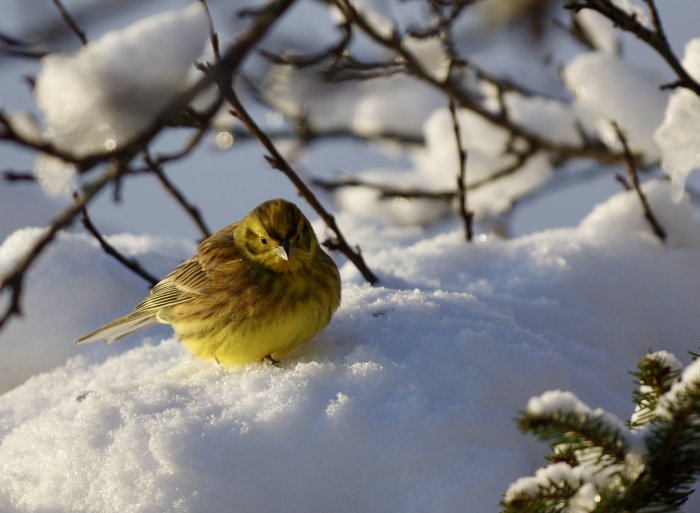 Gul fågel sitter i snön bland grenar och barr på en solig vinterdag.