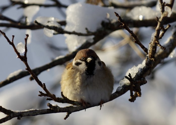 Sparvfågel som sitter på en snöklädd gren i solskenet.