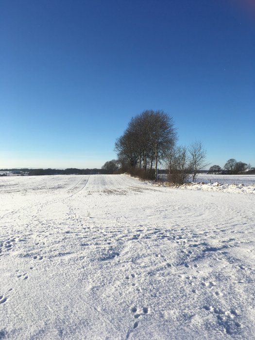 Vinterlandskap med snötäckt mark och trädklunga mot klarblå himmel.