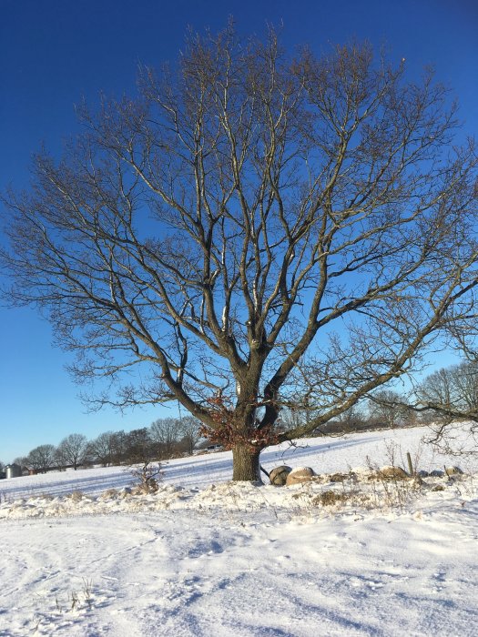 Stor träd utan löv på en snötäckt mark med klarblå himmel i bakgrunden.