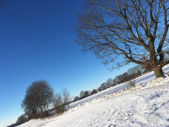 Snötäckt landskap i Skåne med träd och klarblå himmel.