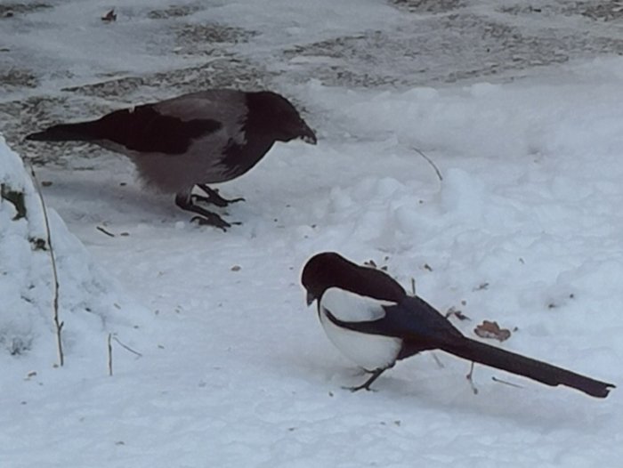 Två fåglar, en möjlig gråsparv och en svartvit flugsnappare, äter jordnötter på snötäckt mark.