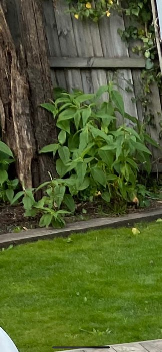 Gröna växter som misstänks vara parkslide vid ett staket och bredvid ett träd, med gräsmatta i förgrunden.