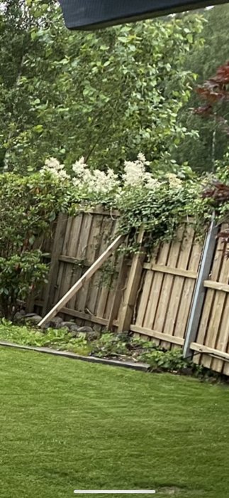 Trädgård med misstänkt parkslide eller plymspirea vid staket; grönområde med blommande buskage.