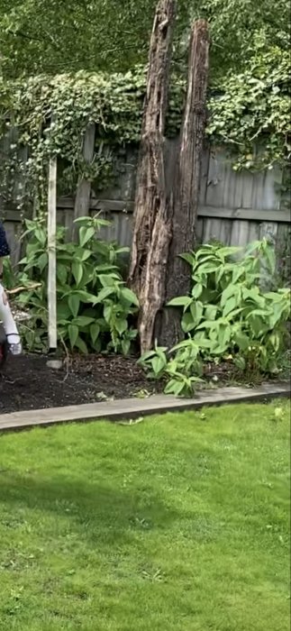 Trädgårdsland med misstänkt parkslide, grön gräsmatta i förgrunden, rötter och staket i bakgrunden.