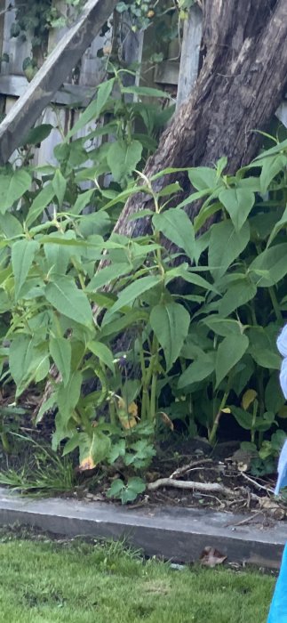 Växter vid trädstam och staket, eventuellt misstänkt parkslide, nyfräst gräsyta i förgrunden.