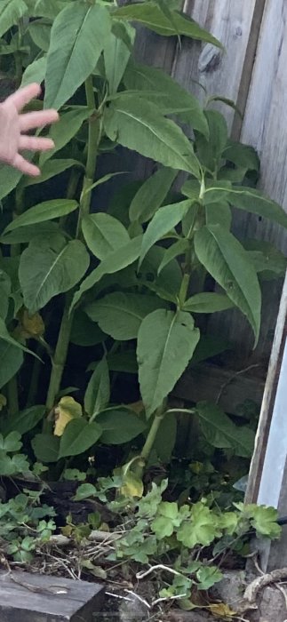 Hand pekar på stor grön planta bredvid staket för att diskutera identifiering av växttyp.