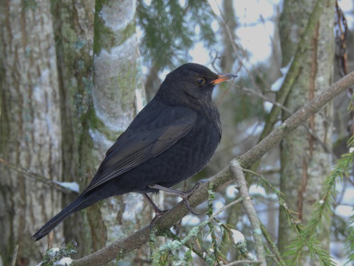 En koltrast som sitter på en gren i ett vinterlandskap med snöflikar och tallar i bakgrunden.