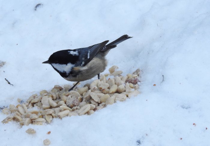 Svartmes som äter frön på snötäckt mark.