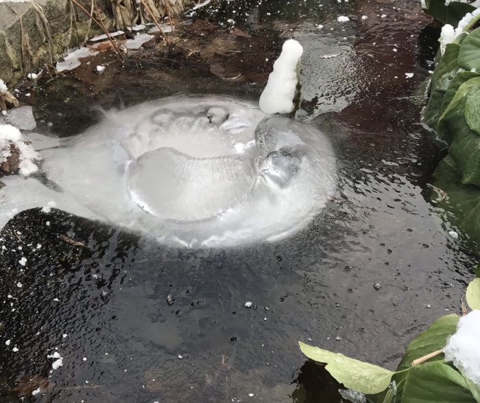 Isbildning i en vattenpöl med tydliga isformationer omgivna av snö och växtlighet.