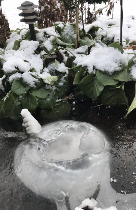 Istäckt vatten med en frusen bubbla, omgivet av snötäckta växter och en trädgårdslampa.