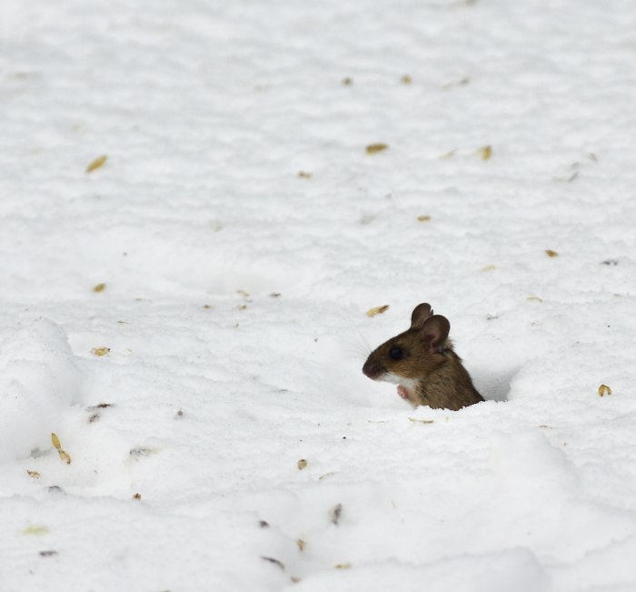 Mus tittar fram ur ett hål i snön omgiven av löv och snöfläckar.