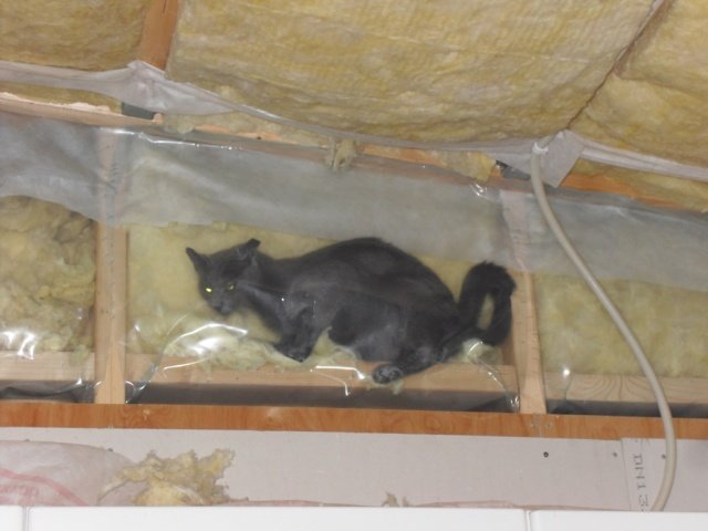 katt2.jpg
