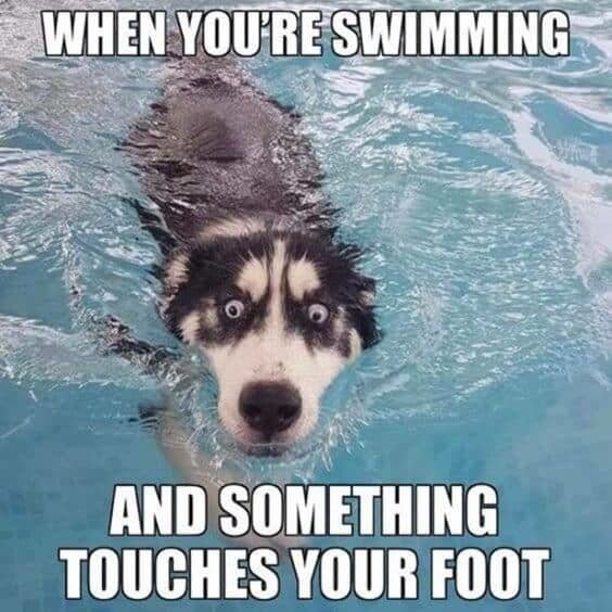 alt="Husky med blåa ögon simmar i vatten, ser chockad ut med texten 'WHEN YOU'RE SWIMMING AND SOMETHING TOUCHES YOUR FOOT'