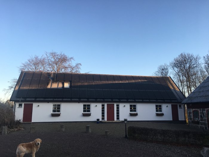 Hus med solpaneler täcker nästan hela taket, trädgård och en hund i förgrunden.