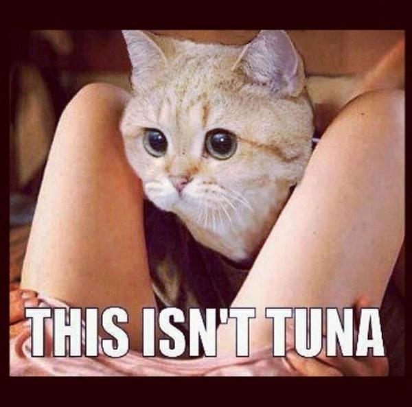Förvirrad katt mellan mänskliga ben med texten "THIS ISN'T TUNA".