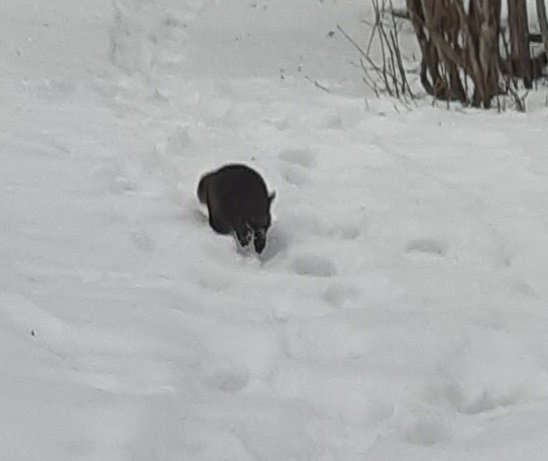 Svartvit katt som utforskar ett snötäckt trädgårdsland.