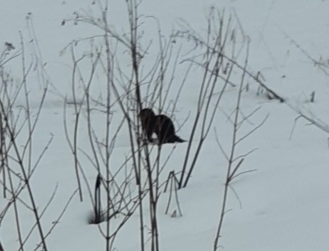 Otydlig bild av ett skyggt djur i en snöig trädgård bland vissna växter, tagen med mobilkamera.