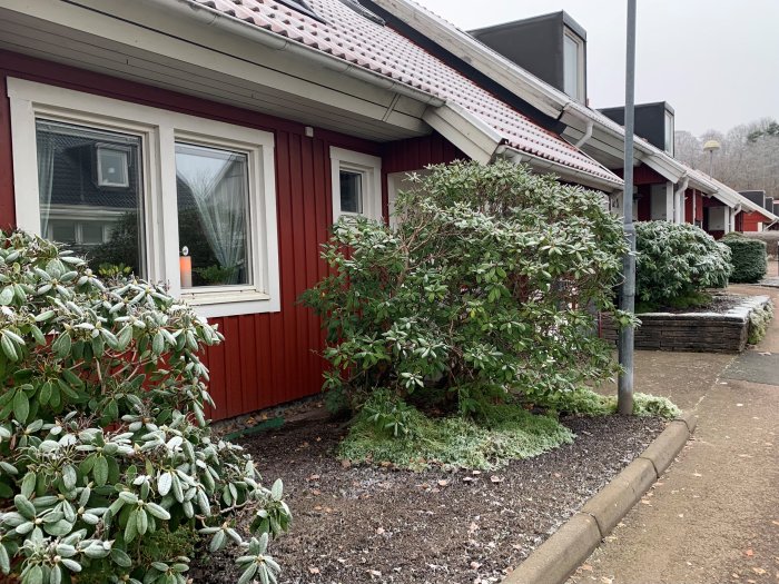 Radhus med röd träfasad och vita fönsterramar, frostat buskage framför huset.