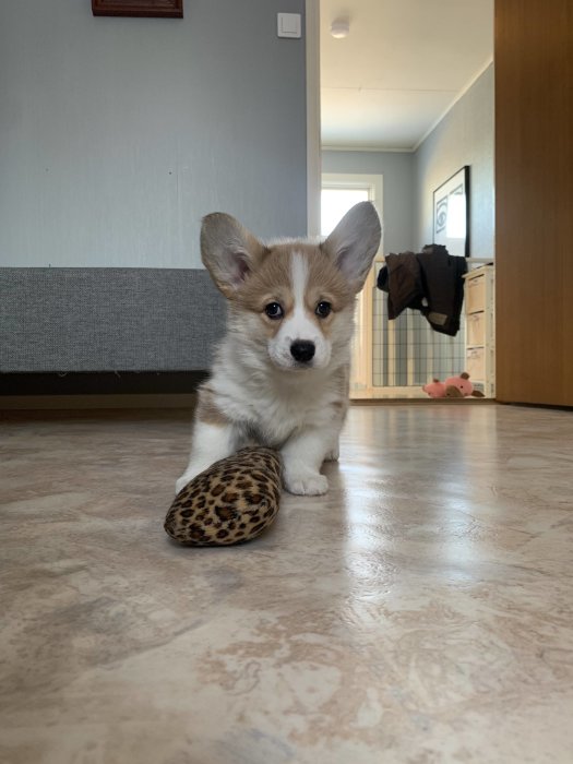 Corgi pembroke valp sitter på golv med kattleksak framför sig.